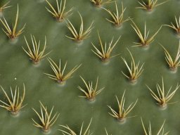 La_Palma_Lanzarote_2003-2004-031